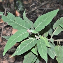 Solanum celatum at Barrengarry, NSW - 11 Jan 2021 by plants