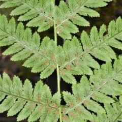 Leptopteris fraseri (Crepe Fern) at Wingecarribee Local Government Area - 11 Jan 2021 by plants