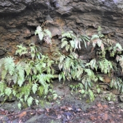 Blechnum patersonii subsp. patersonii (Strap Water Fern) at Robertson - 11 Jan 2021 by plants