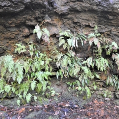 Blechnum patersonii subsp. patersonii (Strap Water Fern) at Robertson - 11 Jan 2021 by plants