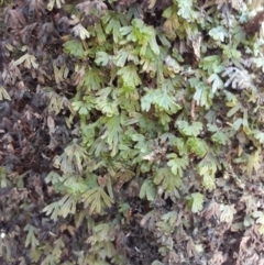 Hymenophyllum lyallii at Robertson - 10 Jan 2021 by plants