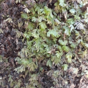 Hymenophyllum lyallii at Budderoo National Park - 11 Jan 2021 10:59 AM