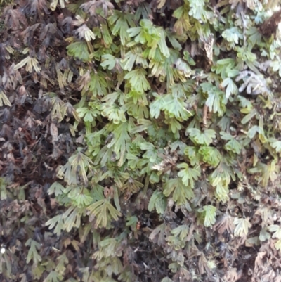 Hymenophyllum lyallii at Budderoo National Park - 10 Jan 2021 by plants