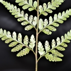 Rumohra adiantiformis (Leathery Shield-Fern) at Budderoo National Park - 11 Jan 2021 by plants