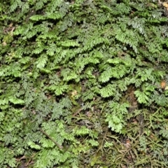 Hymenophyllum cupressiforme (Common Filmy Fern) at Barrengarry, NSW - 11 Jan 2021 by plants