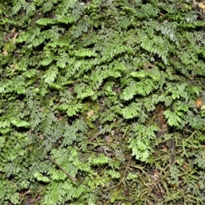 Hymenophyllum cupressiforme at Barrengarry, NSW - suppressed