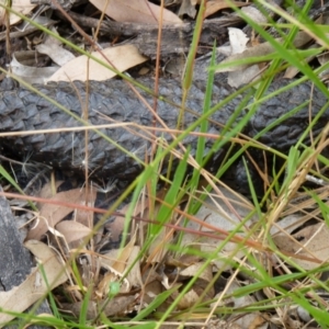 Tiliqua rugosa at Nicholls, ACT - 4 Jan 2021