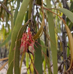 Amyema pendula subsp. pendula at Currawang, NSW - 16 Dec 2020