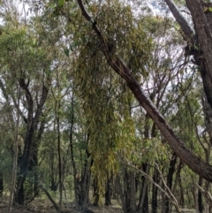 Amyema pendula subsp. pendula at Currawang, NSW - suppressed