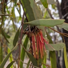 Amyema pendula subsp. pendula at Currawang, NSW - suppressed