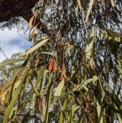 Amyema pendula subsp. pendula at Currawang, NSW - suppressed