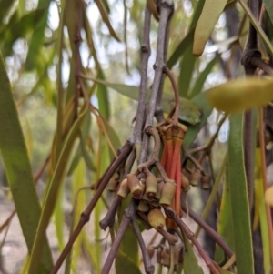 Amyema pendula subsp. pendula at Currawang, NSW - suppressed