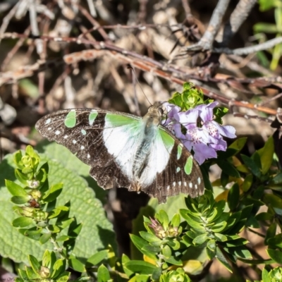 Graphium macleayanum (Macleay's Swallowtail) at ANBG - 10 Jan 2021 by Roger