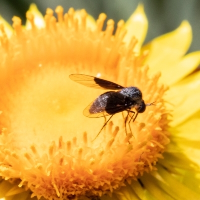 Geron nigralis (Slender bee fly) at Acton, ACT - 10 Jan 2021 by Roger