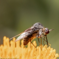 Geron nigralis at Acton, ACT - 11 Jan 2021