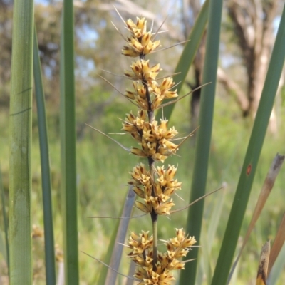 Lomandra longifolia (Spiny-headed Mat-rush, Honey Reed) at Tuggeranong Hill - 3 Nov 2020 by michaelb