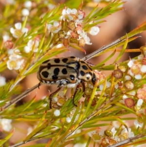 Neorrhina punctatum at Acton, ACT - 11 Jan 2021