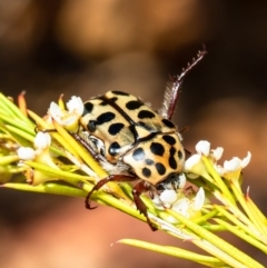 Neorrhina punctatum at Acton, ACT - 11 Jan 2021