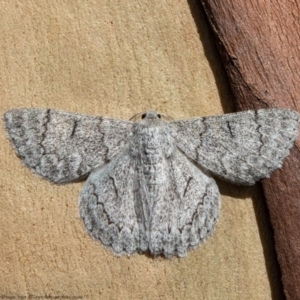 Crypsiphona ocultaria at Acton, ACT - 11 Jan 2021 09:20 AM