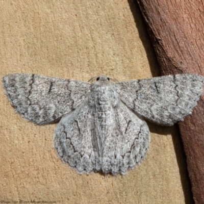 Crypsiphona ocultaria (Red-lined Looper Moth) at Acton, ACT - 11 Jan 2021 by Roger