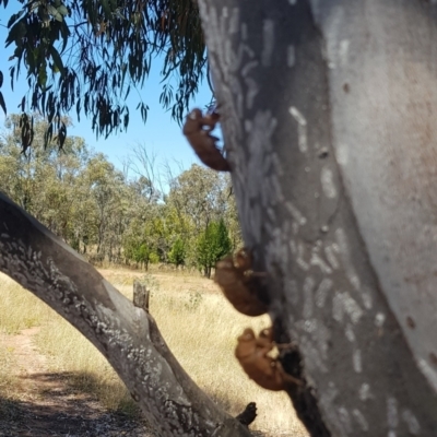 Psaltoda moerens (Redeye cicada) at Mount Majura - 11 Jan 2021 by MAX