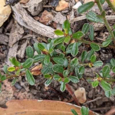 Phyllanthus occidentalis (Thyme Spurge) at QPRC LGA - 6 Jan 2021 by camcols