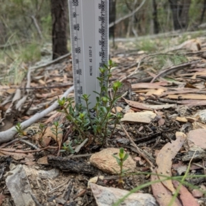 Phyllanthus occidentalis at Currawang, NSW - 6 Jan 2021