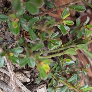 Phyllanthus occidentalis at Currawang, NSW - 6 Jan 2021 11:11 AM