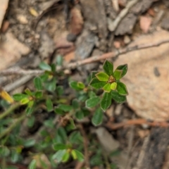 Phyllanthus occidentalis at Currawang, NSW - 6 Jan 2021 11:11 AM