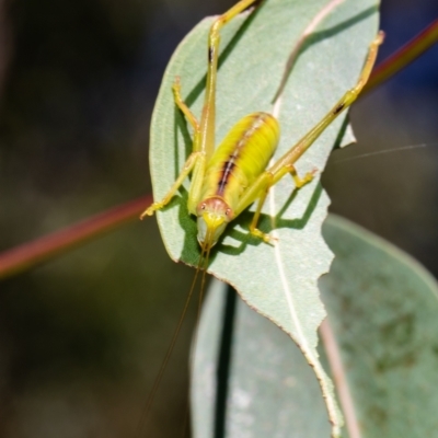 Tettigoniidae (family) (Unidentified katydid) at ANBG - 10 Jan 2021 by Roger