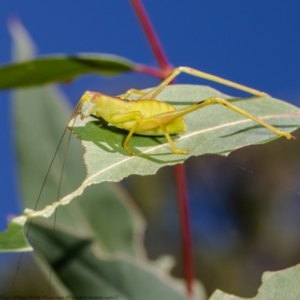 Tettigoniidae (family) at Acton, ACT - 11 Jan 2021 10:06 AM