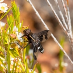 Balaana sp. (genus) (Bee Fly) at Acton, ACT - 11 Jan 2021 by Roger