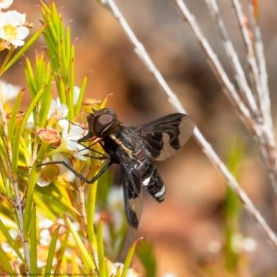 Balaana sp. (genus) (Bee Fly) at Acton, ACT - 10 Jan 2021 by Roger