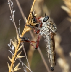 Zosteria sp. (genus) (Common brown robber fly) at ANBG - 10 Jan 2021 by Roger