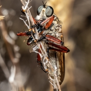 Zosteria sp. (genus) at Acton, ACT - 11 Jan 2021