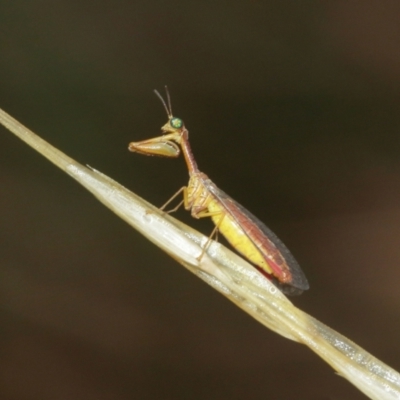 Mantispidae (family) (Unidentified mantisfly) at Acton, ACT - 3 Jan 2021 by TimL