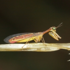 Mantispidae (family) at Acton, ACT - 3 Jan 2021