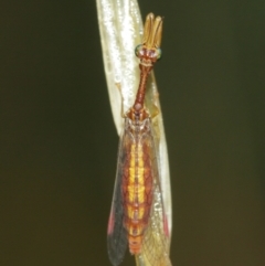 Mantispidae (family) at Acton, ACT - 3 Jan 2021