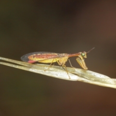 Mantispidae (family) at Acton, ACT - 3 Jan 2021 12:34 PM