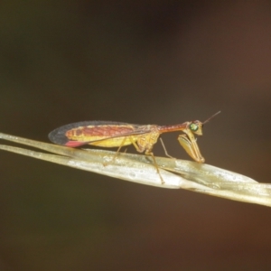 Mantispidae (family) at Acton, ACT - 3 Jan 2021