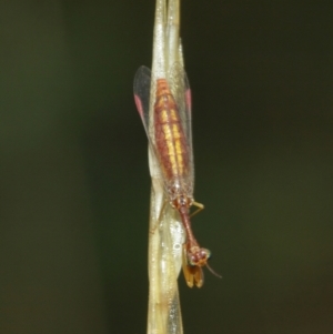 Mantispidae (family) at Acton, ACT - 3 Jan 2021 12:34 PM