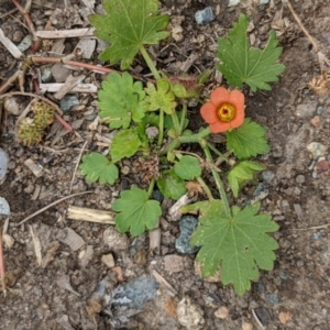 Modiola caroliniana at Currawang, NSW - suppressed