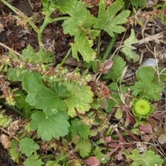 Modiola caroliniana at Currawang, NSW - suppressed