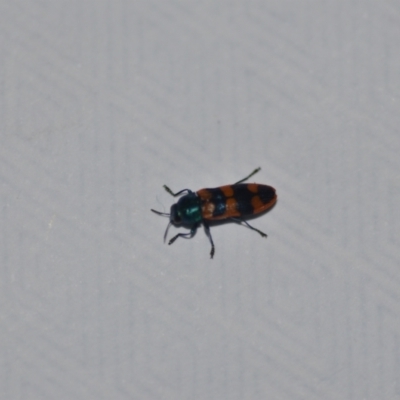 Castiarina crenata (Jewel beetle) at QPRC LGA - 7 Jan 2021 by natureguy