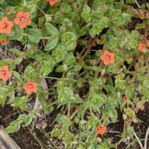 Lysimachia arvensis at Currawang, NSW - suppressed