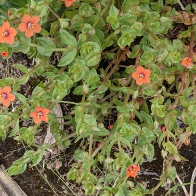 Lysimachia arvensis (Scarlet Pimpernel) at Currawang, NSW - 23 Dec 2020 by camcols