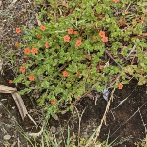 Lysimachia arvensis at Currawang, NSW - suppressed