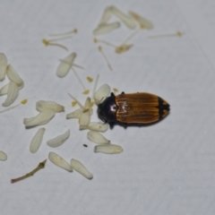Castiarina balteata (A jewel beetle) at QPRC LGA - 7 Jan 2021 by natureguy