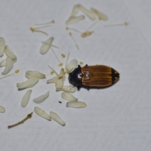 Castiarina balteata at Wamboin, NSW - 7 Jan 2021 11:00 PM