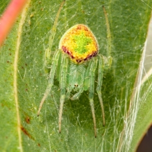 Araneus circulissparsus (species group) at Acton, ACT - 11 Jan 2021